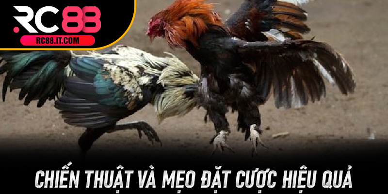 Chiến thuật và mẹo đặt cược hiệu quả trong Đá Gà Cựa Dao RC88