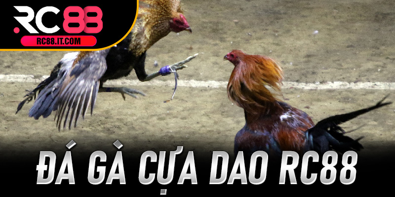 Đá Gà Cựa Dao RC88